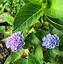 Image result for Hydrangea macrophylla Magical Amethyst