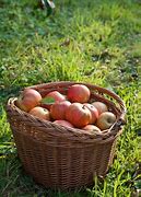 Image result for Apple Harvest