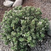 Image result for Daphne caucasica Summer Ice