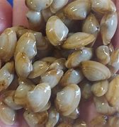 Image result for Atlantic Surf Clam