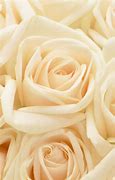 Image result for Pastel Roses Background