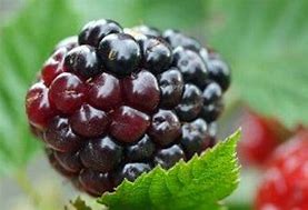 Image result for Blackberry Leaves Oil
