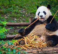 Image result for Giant panda Le Le