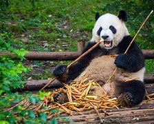 Image result for Panda Head in Bamboo