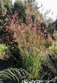 Image result for Andropogon hallii JS Purple Konza