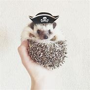 Image result for Hedgehog Wearing Hat