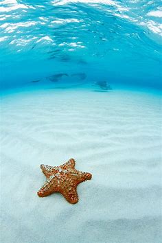 Leonard Lloyd on Twitter: "RT @AnimalPlanet: #FunFact: Starfish do not ...
