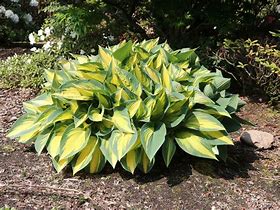 Image result for Hosta Orange Marmelade