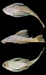 Afbeeldingsresultaten voor "cetostoma Regani". Grootte: 66 x 107. Bron: www.researchgate.net