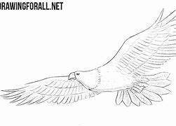 Image result for Eagle Body Drawing