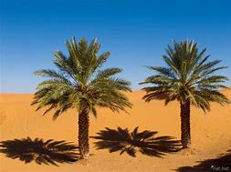 Image result for Desert Palm Trees