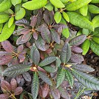 Image result for Rhododendron (F) Elizabeth