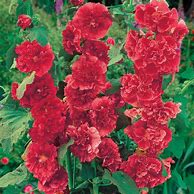Image result for Alcea rosea dark red shades