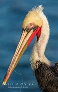 Image result for Pelican Fishing Line