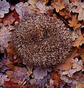 Image result for Hedgehog Curled Up Position