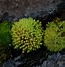 Image result for Moss Capsule Sporangium