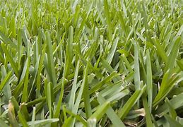 Image result for Types of ST Augustine Grass