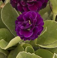 Image result for Primula auricula Purple Pip