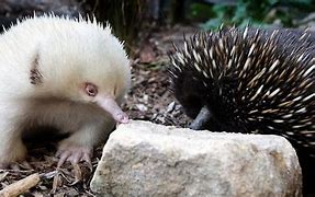 Image result for Echidna Tail