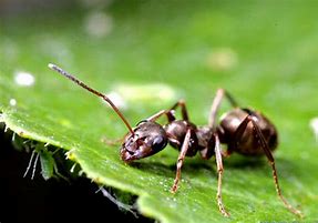Image result for "garden ants"