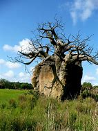 Image result for Bouy Upside Down in Tree