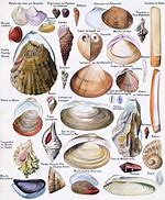 Image result for Differents Coquillage