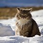 Image result for Wednesday Winter Cats
