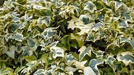 Image result for Climbing Ivy Vines