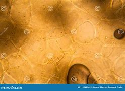 Image result for Apple Cell Under Light Microscope 15X