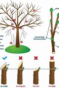 Image result for Trim Apple Trees Fall