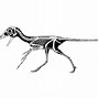 Image result for Scansoriopteryx