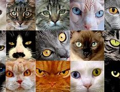 Image result for Different Kinds of Cats