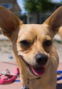 Image result for Chihuahua Terrier Mix
