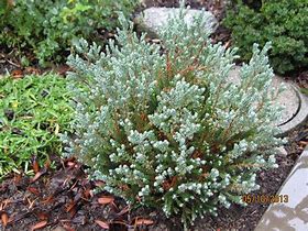 Image result for Chamaecyparis thyoides Blue Rock