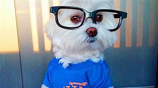Image result for Dog Ate Glasses Funny