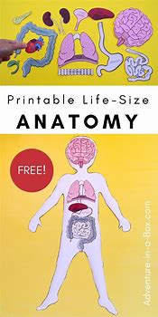 Image result for Life-Size Human Body Project