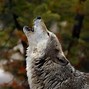 Image result for What Is a Lone Wolf