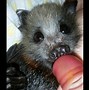 Image result for Bat Bite