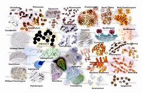 Image result for Different Mold Types