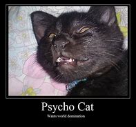Image result for Psycho Cat Meme