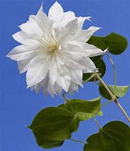 Clematis Duchess of Edinburgh に対する画像結果