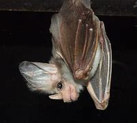 Image result for Ghost-faced Bat