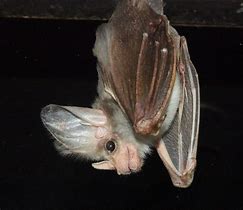 Image result for Ghost Bat Animal