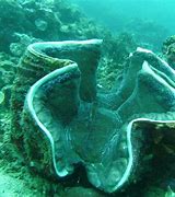 Image result for Giant Clam