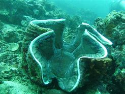 Image result for Biggest Giant Clam