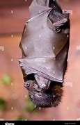 Image result for Bat Animal
