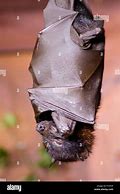 Image result for Flying Fox Bats Mammals