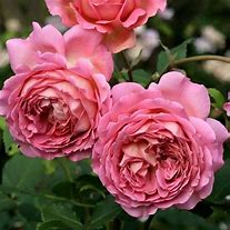 Image result for Jubilee Rose Garden