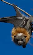 Image result for Gray Bat Flying