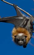 Image result for Flying Foxes Bat